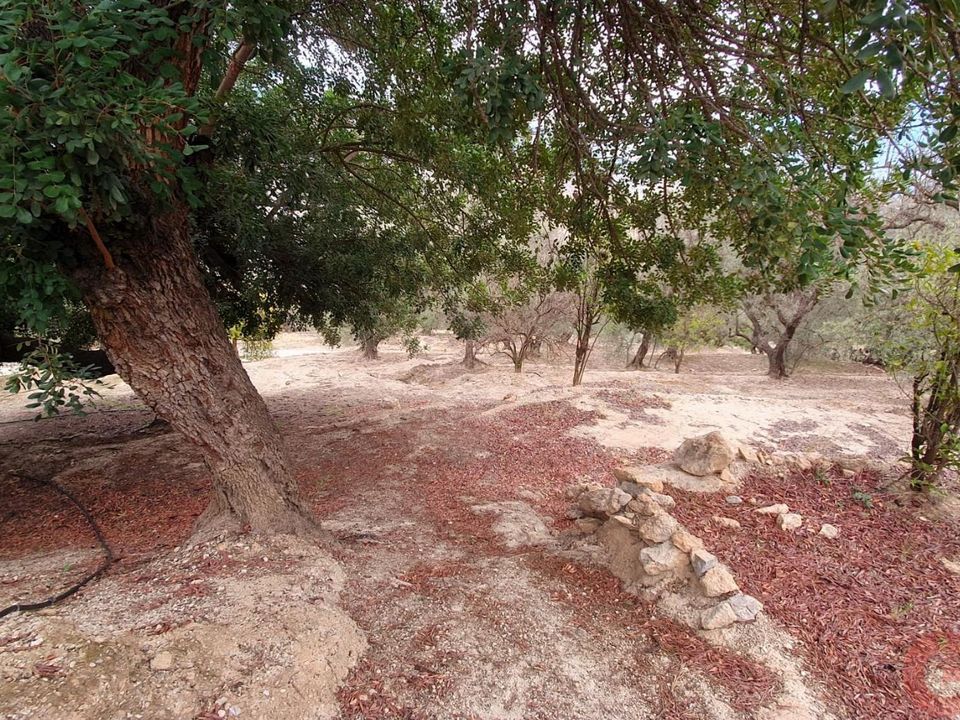 Terreno en Pinar, Granada - foto 4