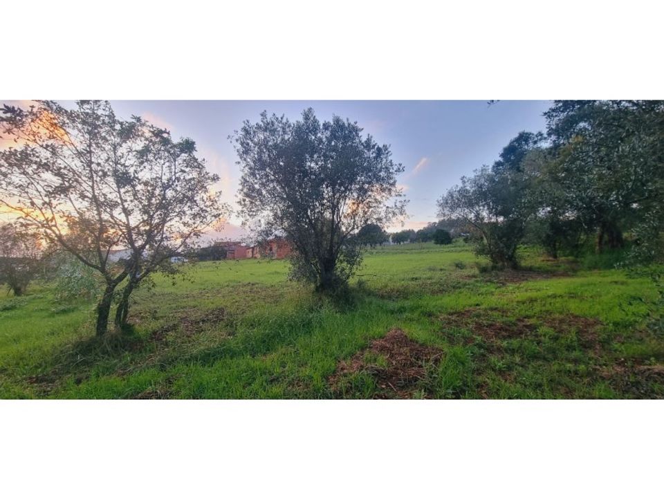 Helårsgrund i Souto da Carpalhosa e Ortigosa, Leiria - foto 3