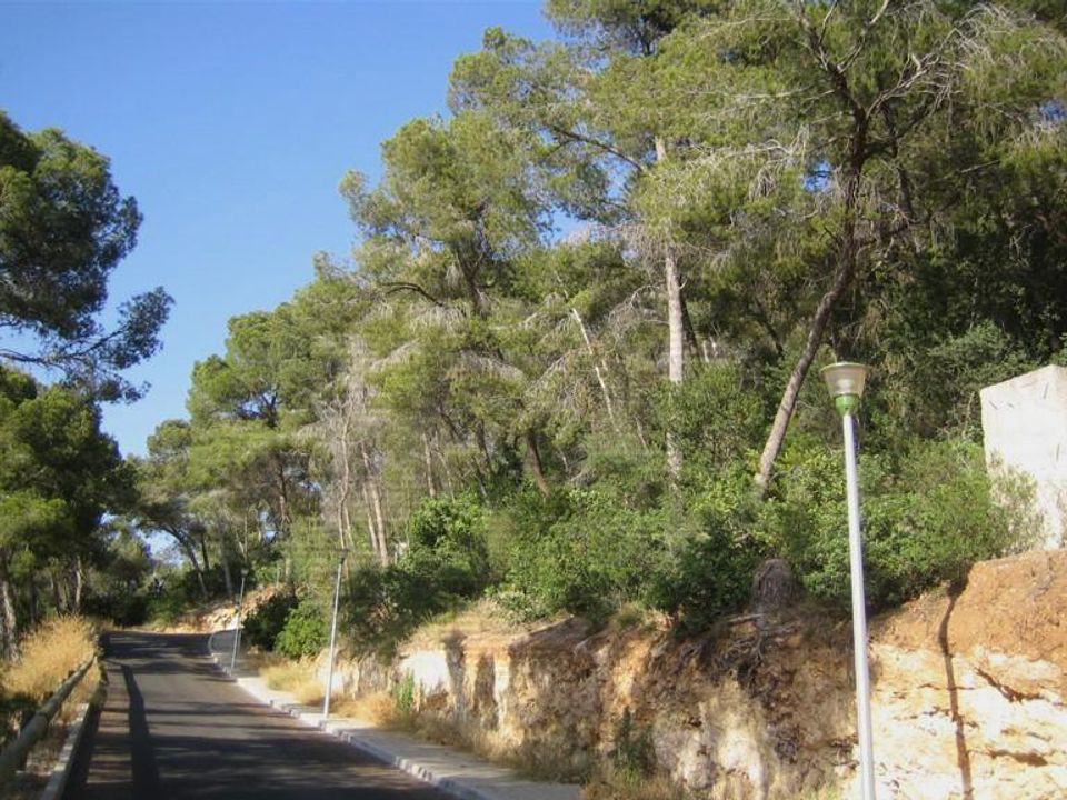 Terra a Calvia, Mallorca - foto 1