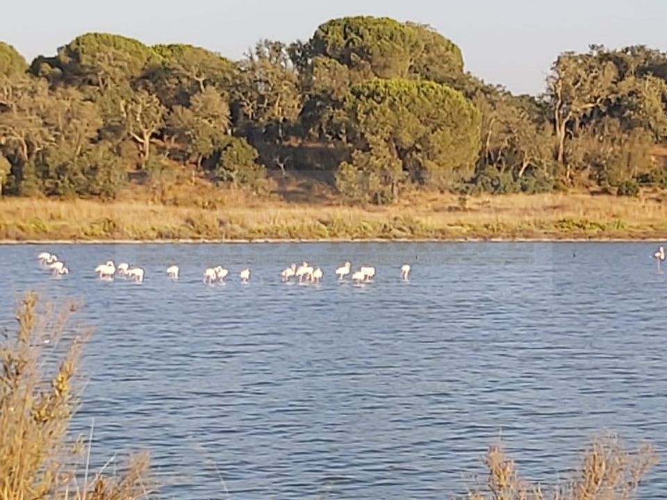 Landejendom i Ermidas do Sado, Setubal - foto 2