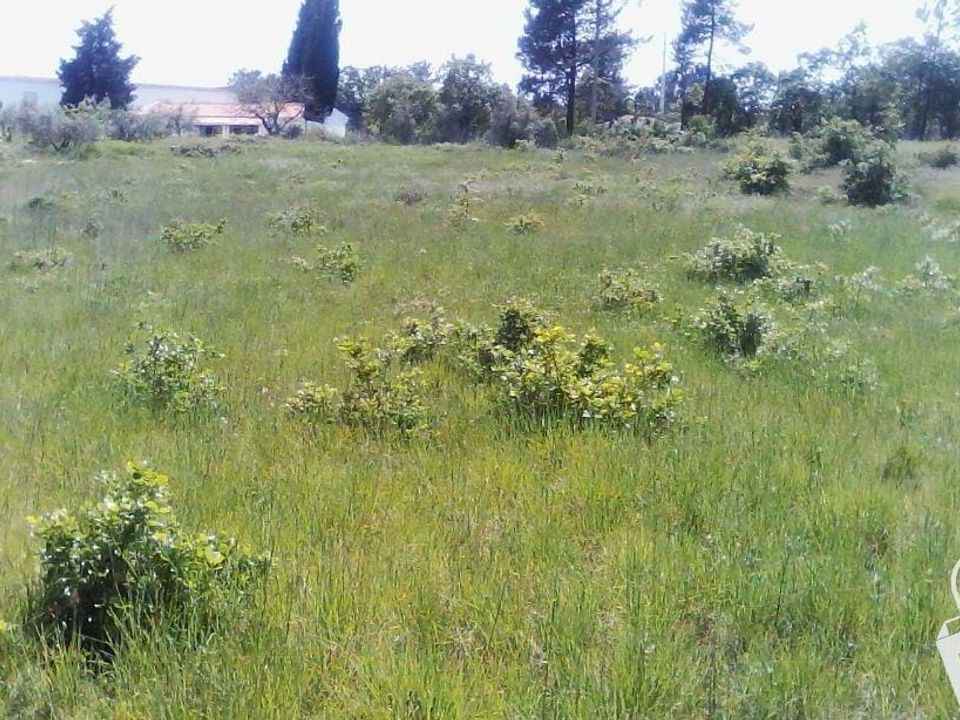 Helårsgrund i Alcobaca, Leiria - foto 1