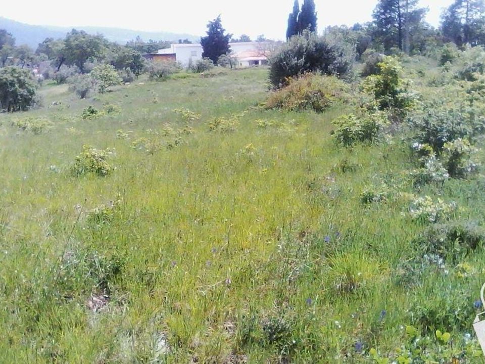 Helårsgrund i Alcobaca, Leiria - foto 4