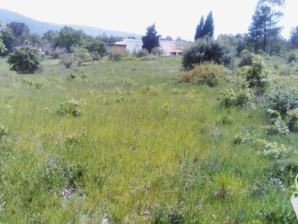 Helårsgrund i Alcobaca, Leiria - foto 5