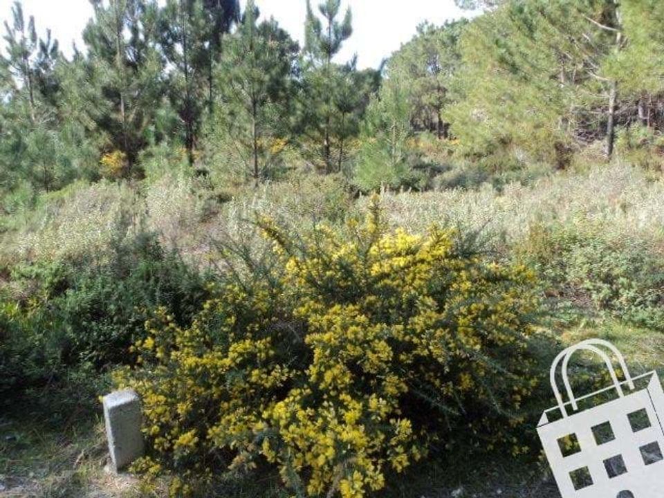 Helårsgrund i Pataias, Leiria - foto 1