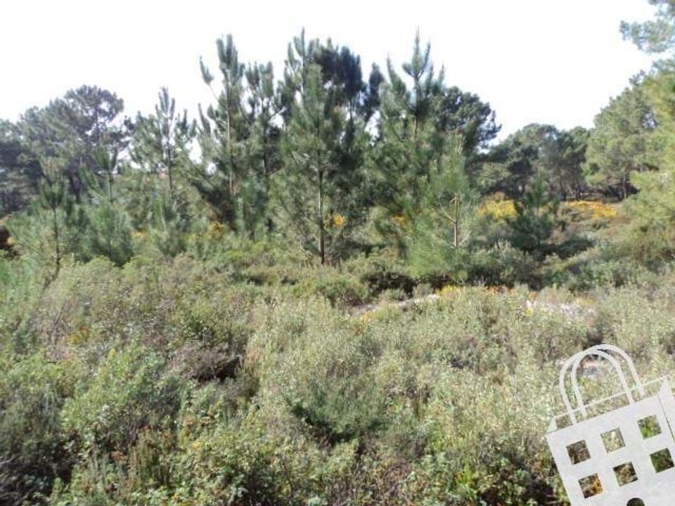 Helårsgrund i Pataias, Leiria - foto 2