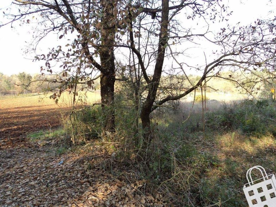Helårsgrund i Alcobaca, Leiria - foto 4