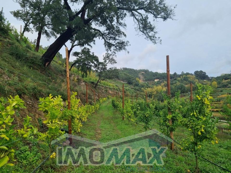 Farm i Santa Cruz do Douro e Sao Tome de Covelas, Porto - foto 2