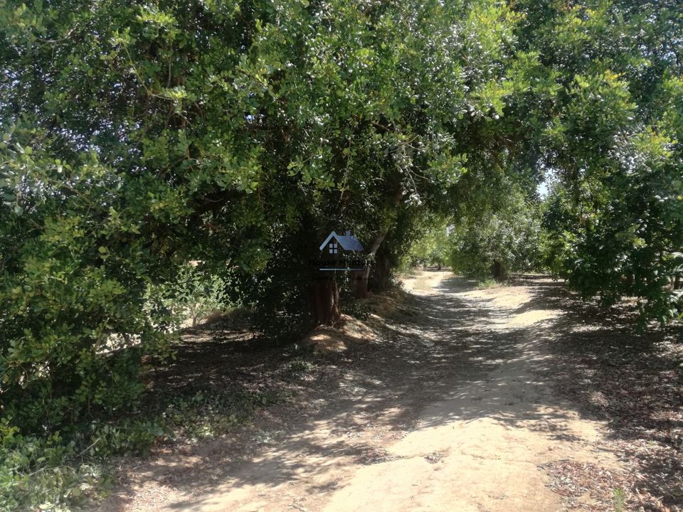 Helårsgrund i Faro, Faro - foto 5
