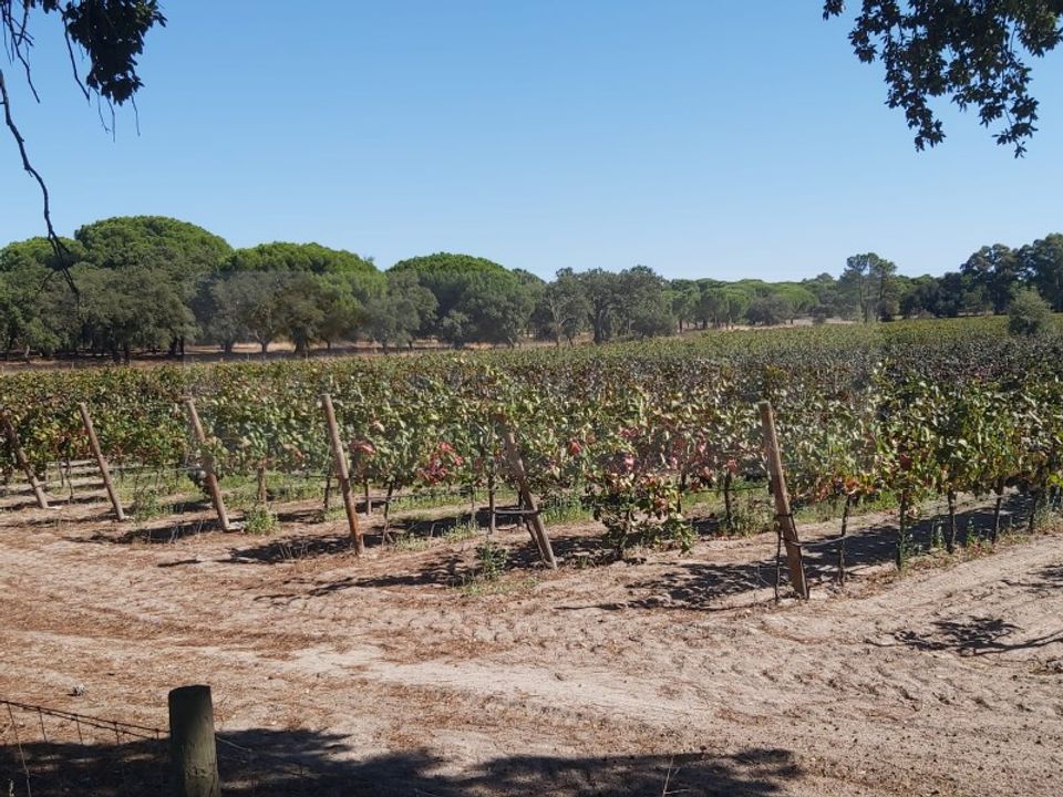 Landejendom i Palmela, Setubal - foto 1