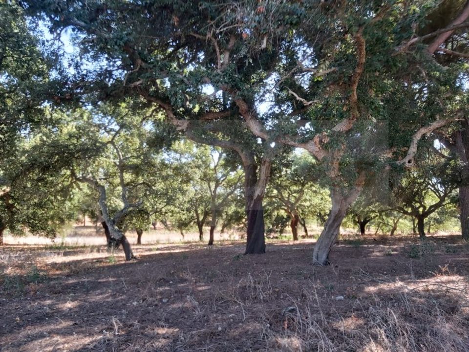 Landejendom i Palmela, Setubal - foto 2