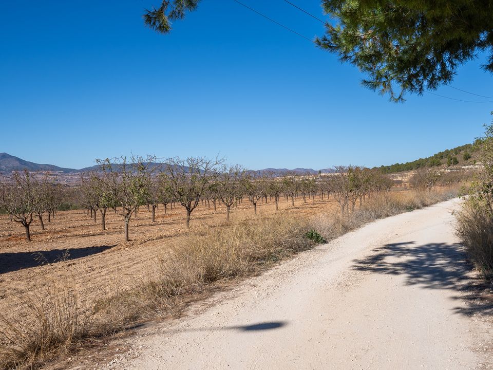 Landejendom i Pinoso, Alicante - foto 4