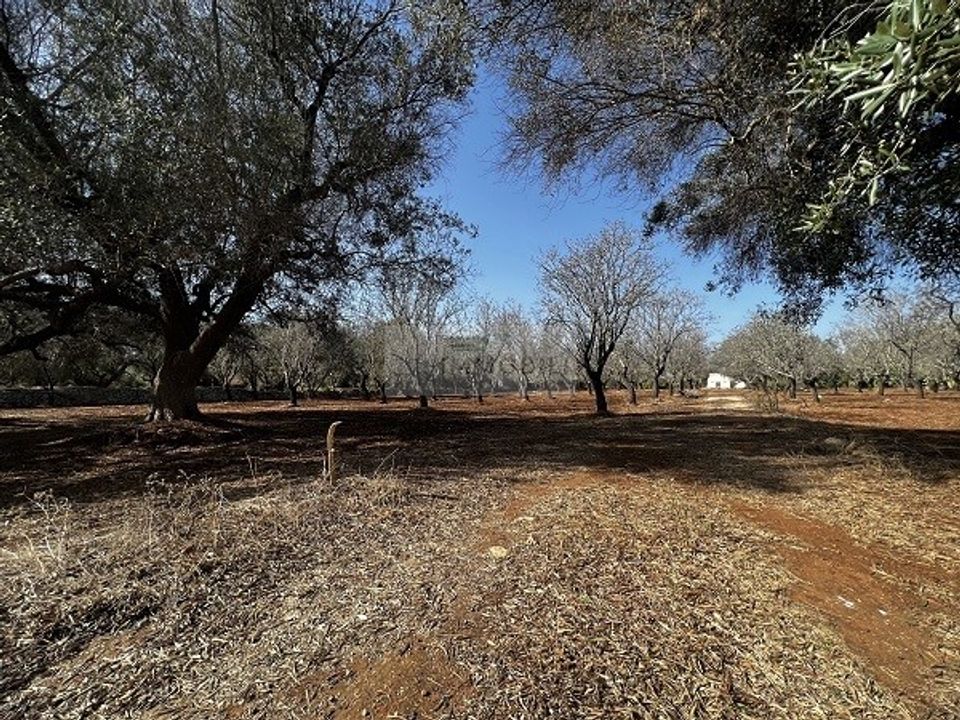 Tomt i Carovigno, Brindisi - bilde 4