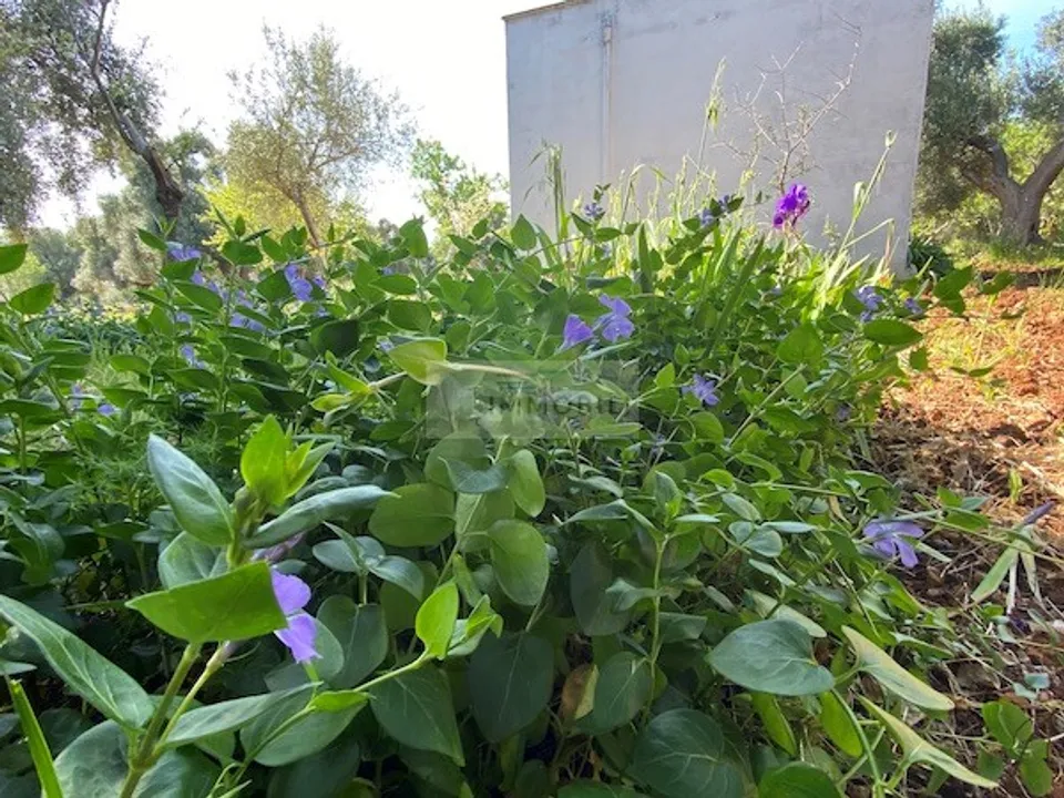 Helårsgrund i Carovigno, Brindisi - foto 4
