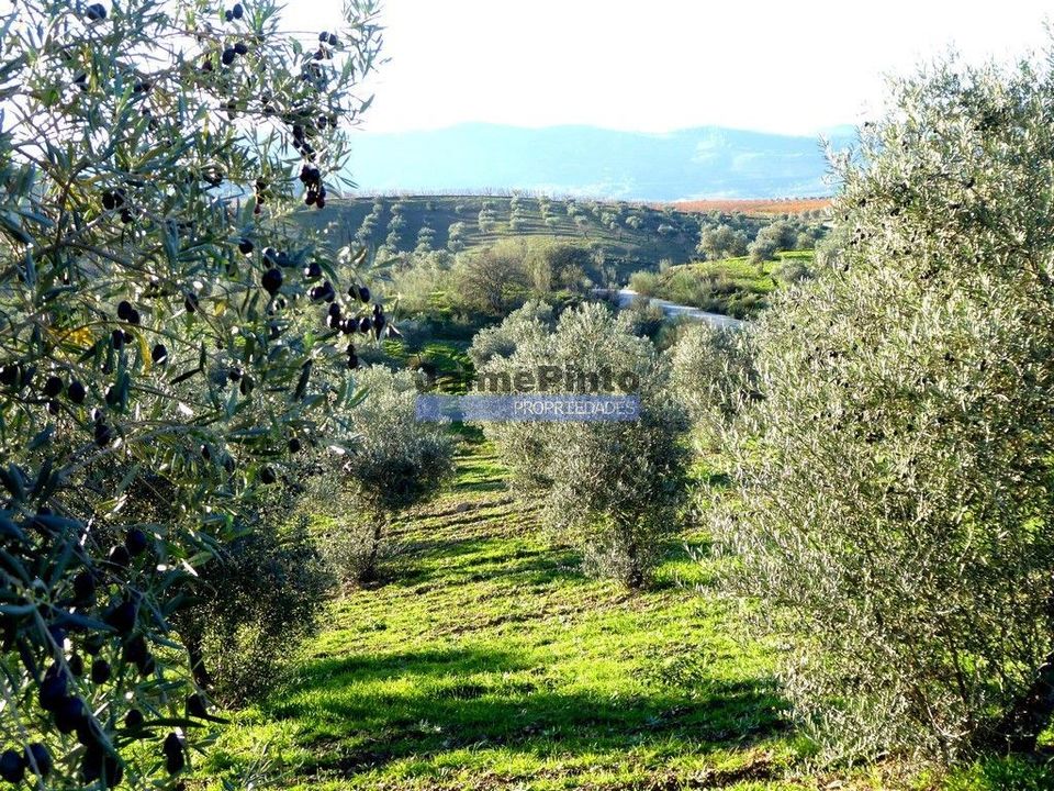 Helårsgrund i Alfandega da Fe, Braganca - foto 3