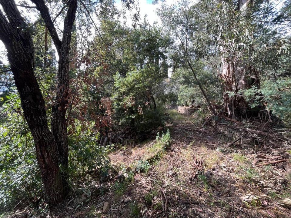 Tomt i Roquebrune-sur-Argens, Var - bilde 3