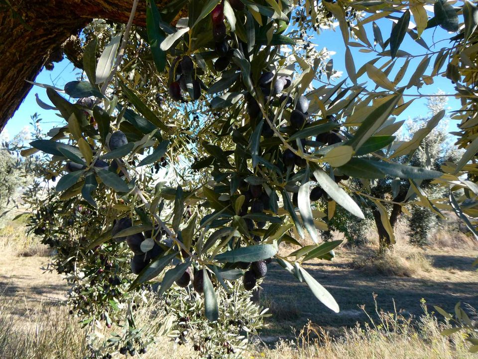 Finca i Maella, Zaragoza - bilde 5