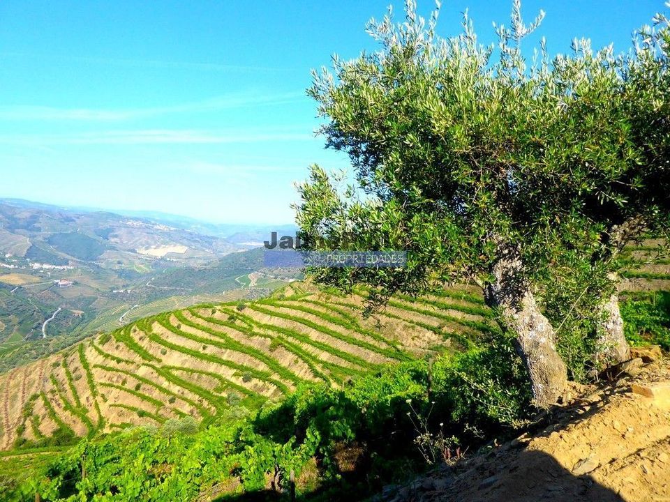 Helårsgrund i Sao Joao da Pesqueira, Viseu - foto 3