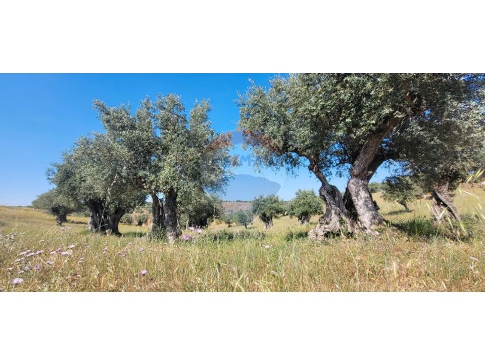 Helårsgrund i Torrao, Setubal - foto 2