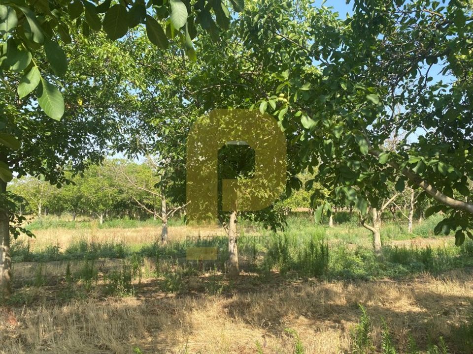Helårsgrund i Estremoz, Evora - foto 4
