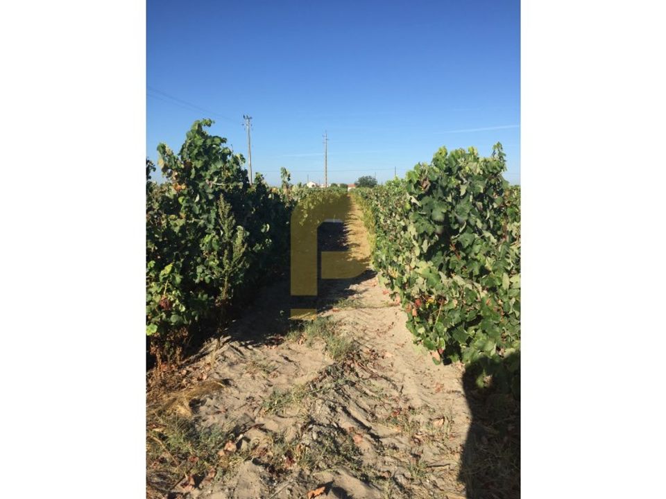 Farm i Palmela, Setubal - foto 3