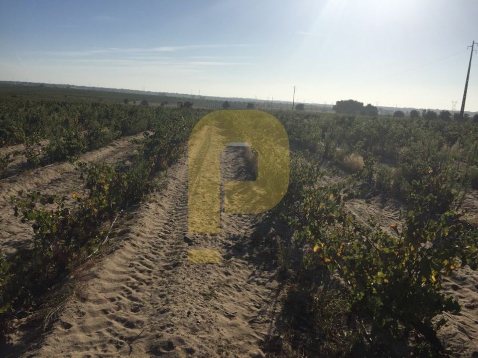 Farm i Palmela, Setubal - foto 4
