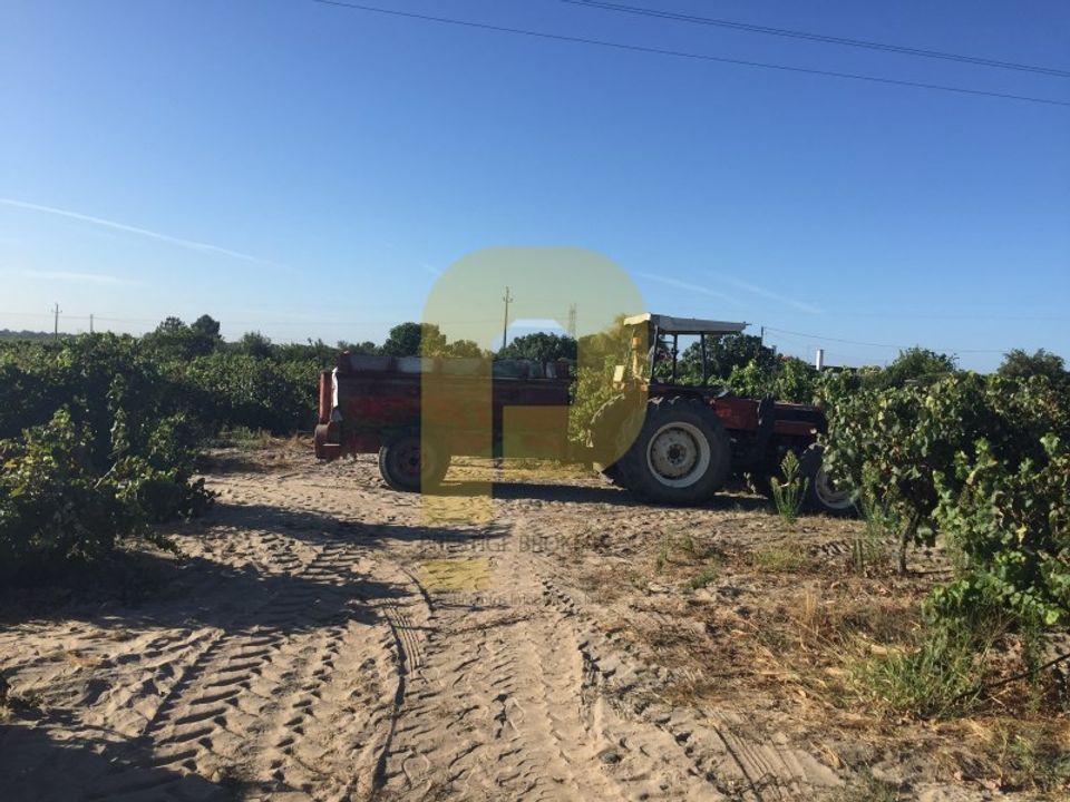 Farm i Palmela, Setubal - foto 5