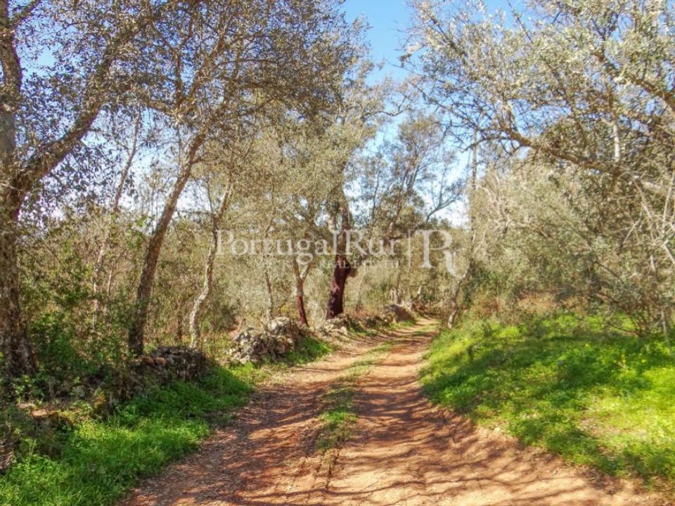 Farm i Portalegre, Portalegre - foto 3