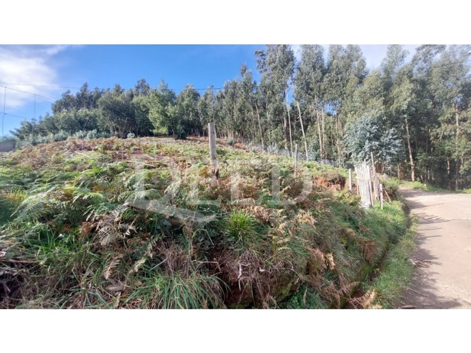 Helårsgrund i Camacha, Madeira - foto 3