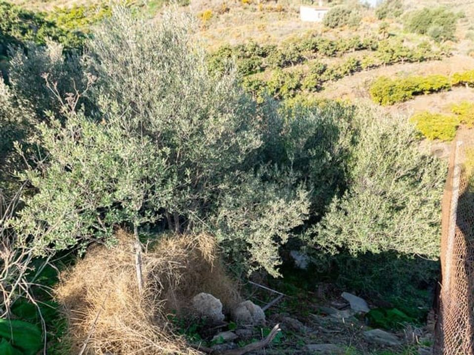 Helårsgrund i Torrox, Malaga - foto 3