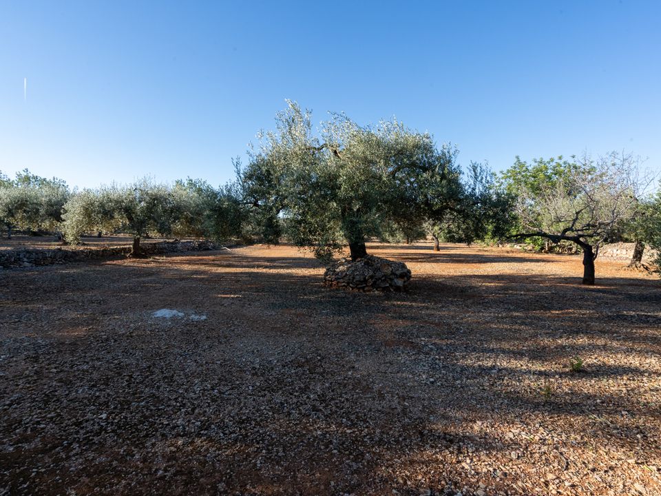 Finca i Godall, Tarragona - foto 5