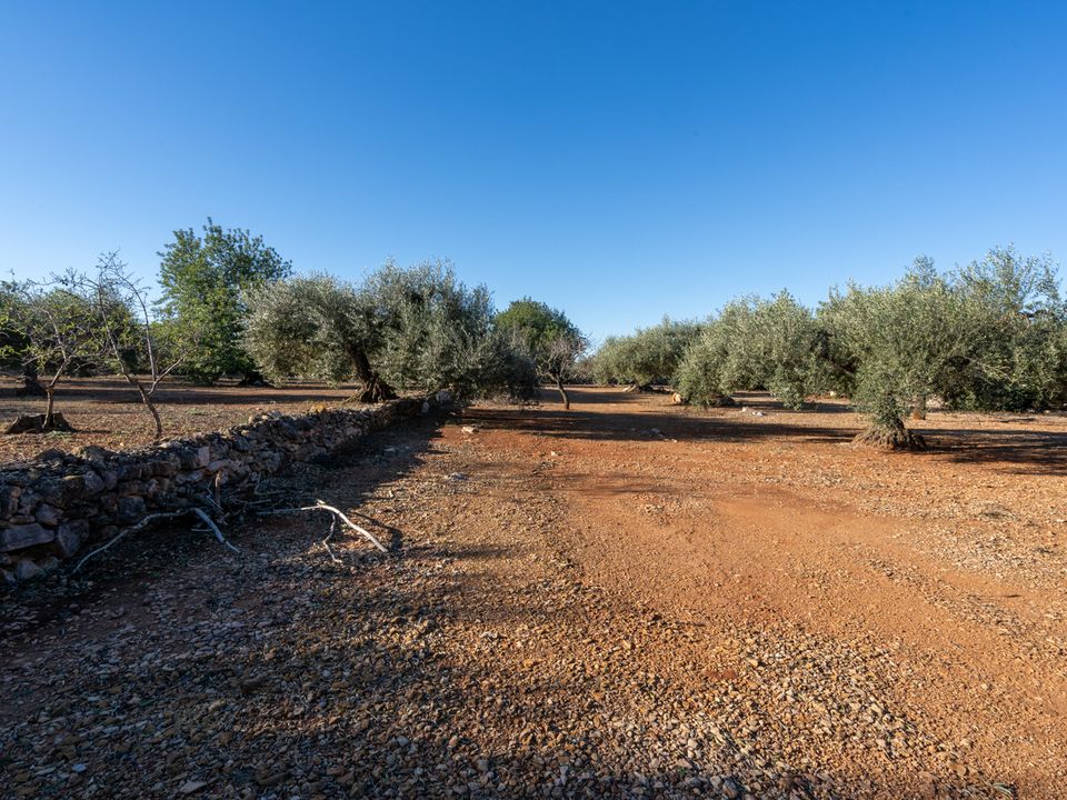 Finca i Godall, Tarragona - foto 2