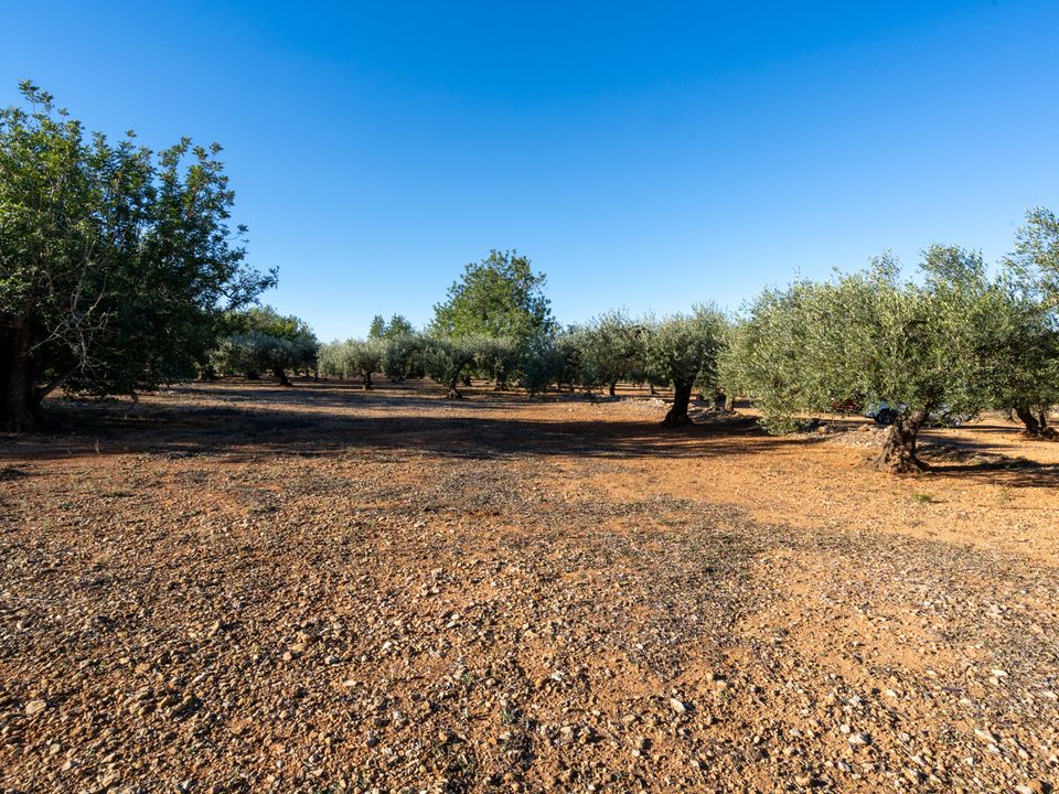 Finca i Godall, Tarragona - foto 4