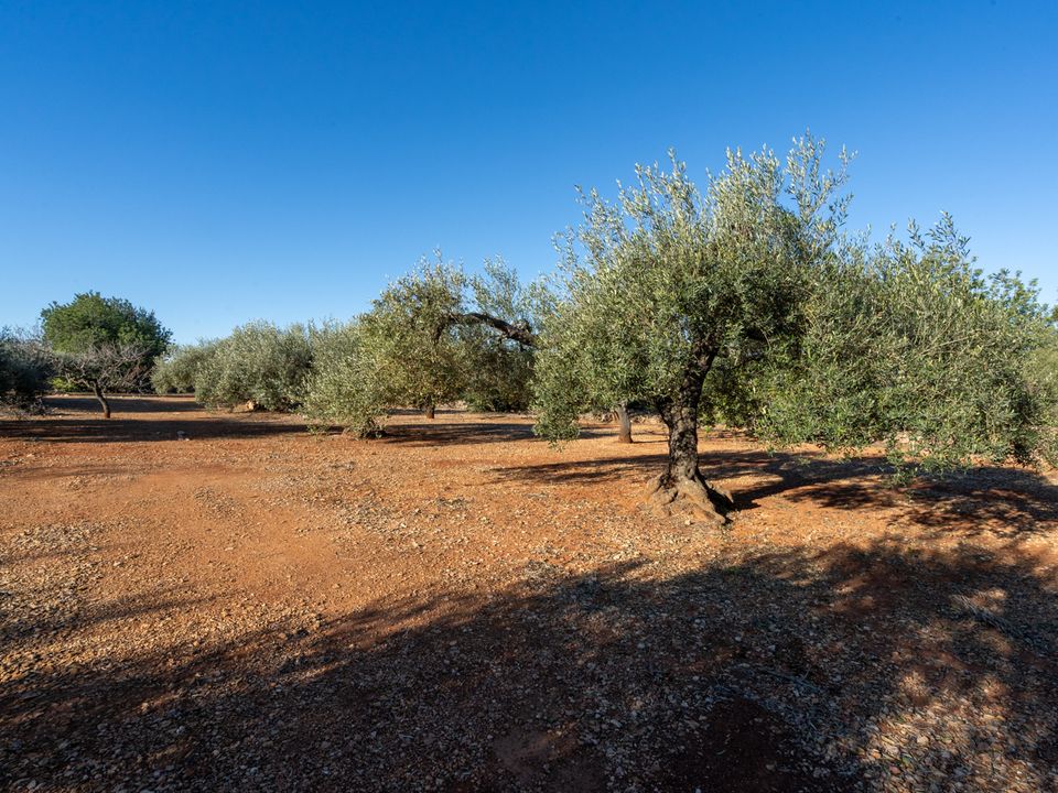 Finca i Godall, Tarragona - foto 3
