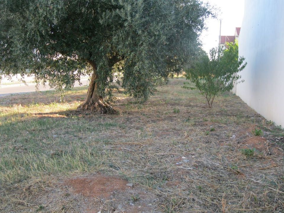 Helårsgrund i Entroncamento, Santarem - foto 1