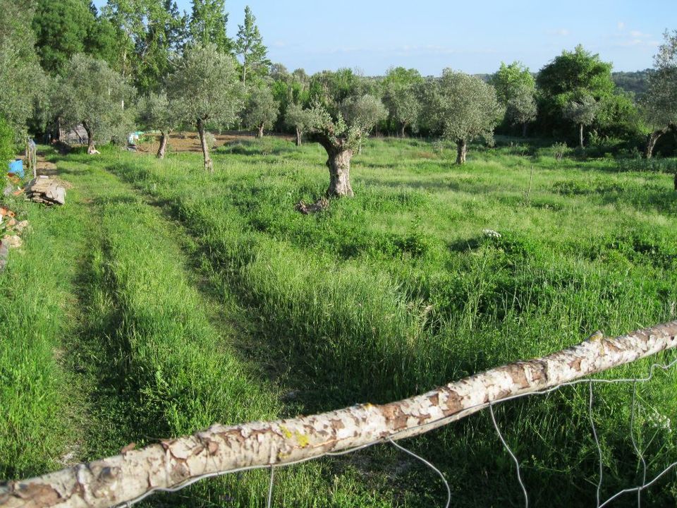 Helårsgrund i Tomar, Santarem - foto 2