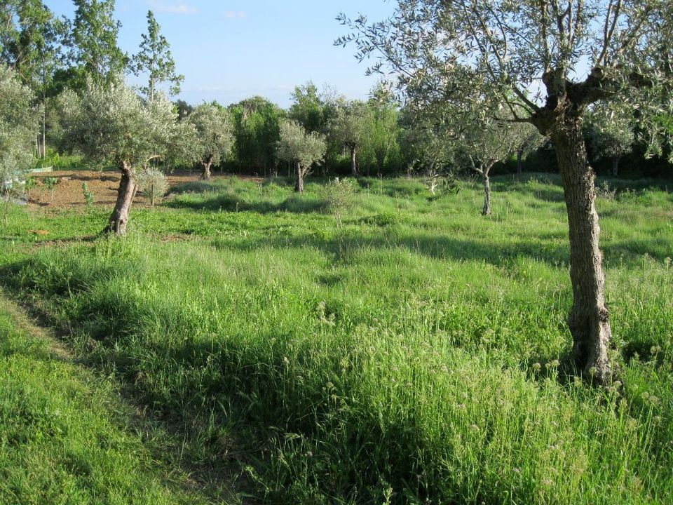 Helårsgrund i Tomar, Santarem - foto 3