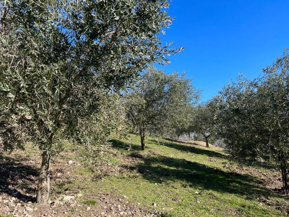 Helårsgrund i Arqua Petrarca, Padua - foto 1