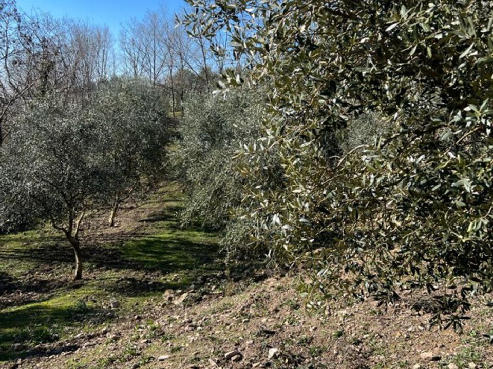 Helårsgrund i Arqua Petrarca, Padua - foto 3