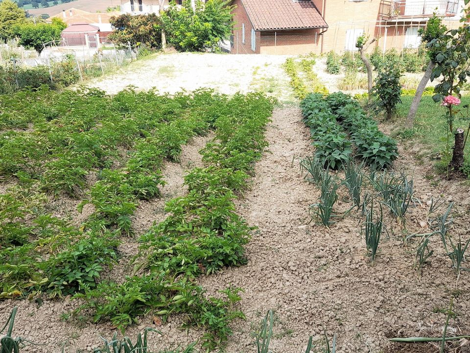 Villa i Ostra, Ancona - bilde 5