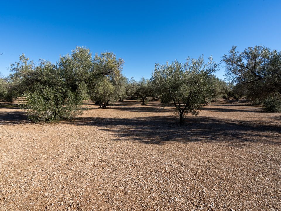 Finca i Mas De Barberans, Tarragona - foto 4