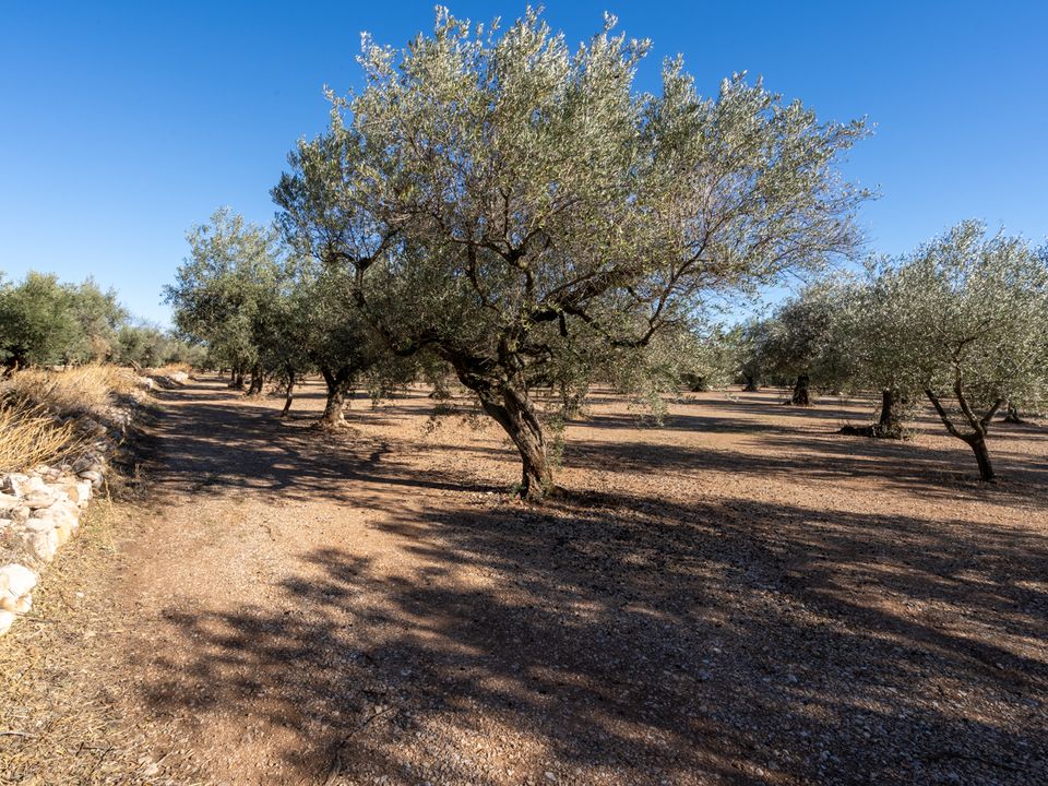 Finca i Mas De Barberans, Tarragona - foto 5