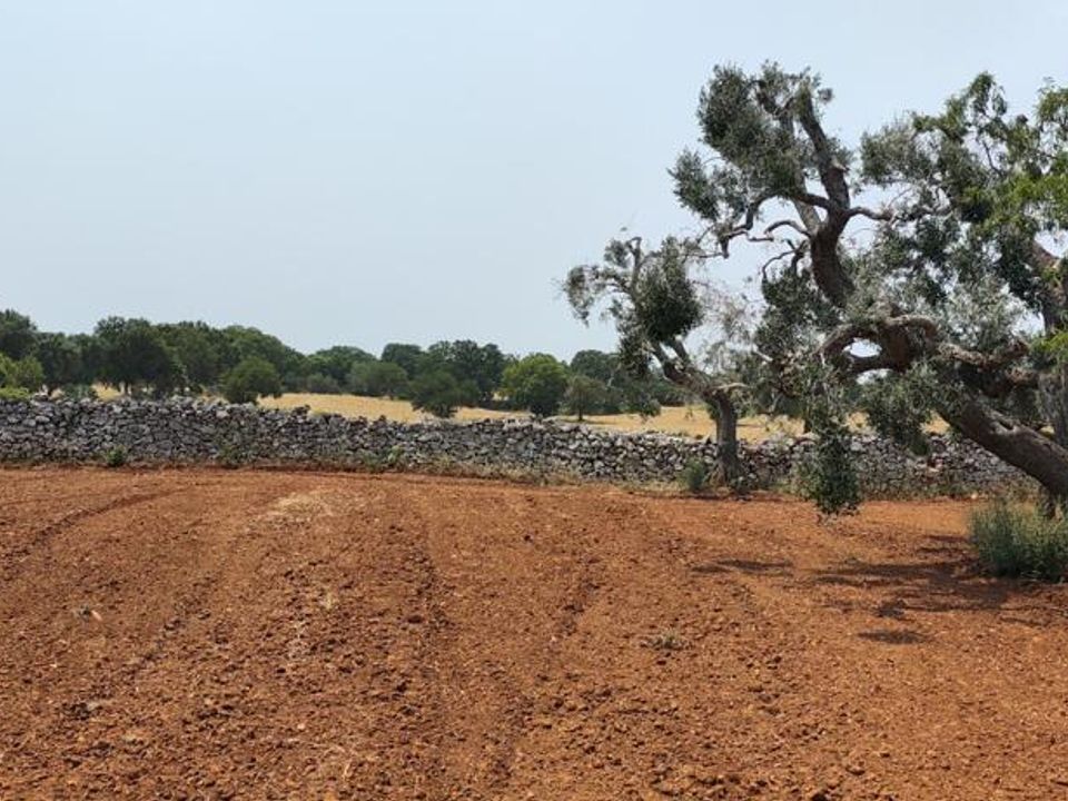 Helårsgrund i Ostuni, Brindisi - foto 2