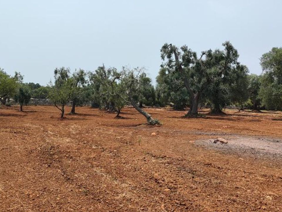Helårsgrund i Ostuni, Brindisi - foto 3