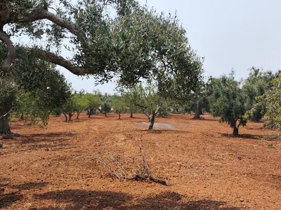 Helårsgrund i Ostuni, Brindisi - foto 1