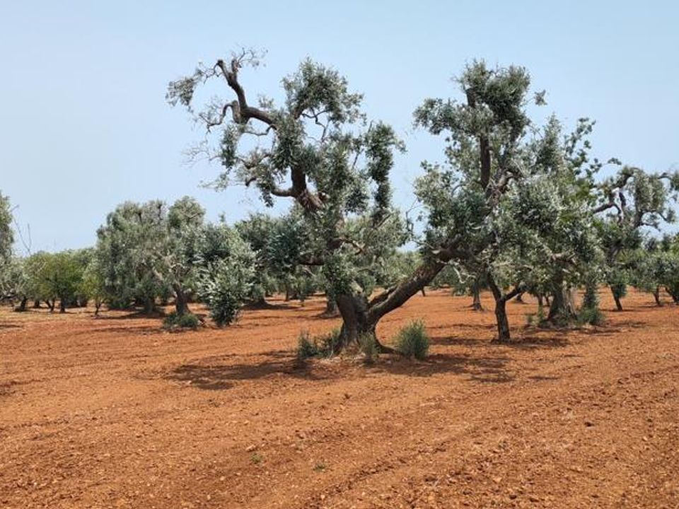Helårsgrund i Ostuni, Brindisi - foto 5