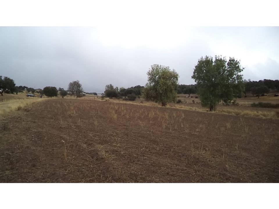 Erhvervsejendom i Barbacena e Vila Fernando, Portalegre - foto 4