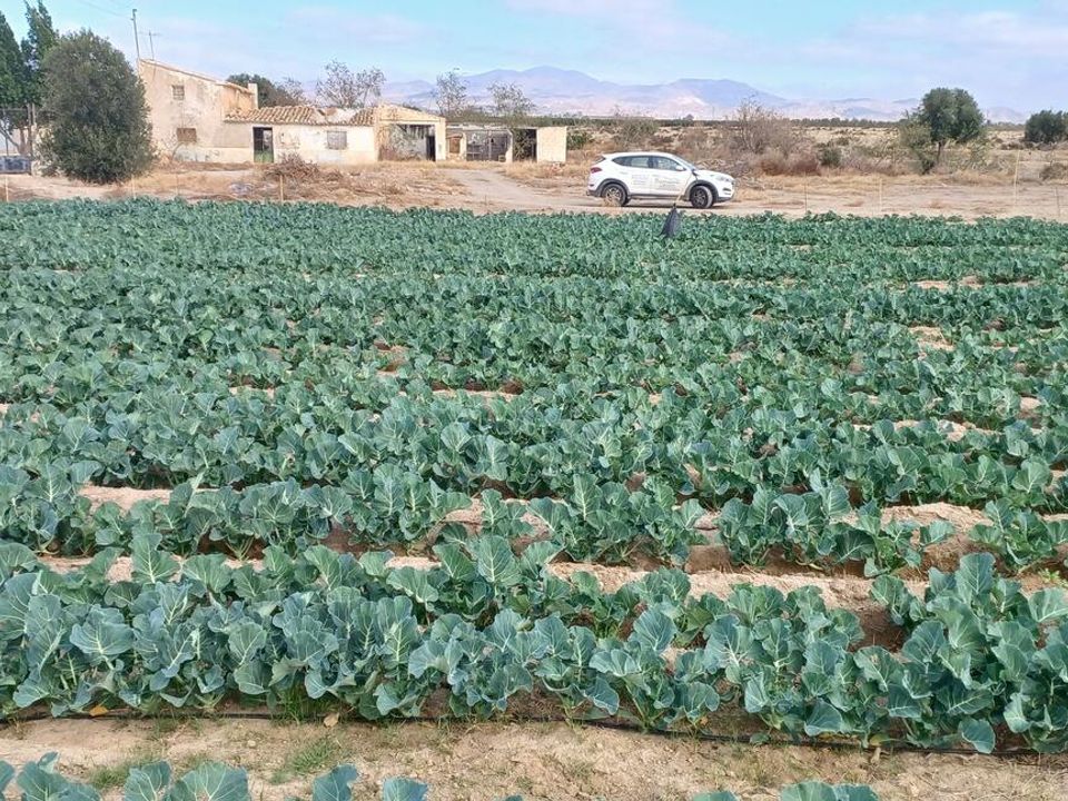 Cortijo i Huercal-Overa, Almeria - foto 5