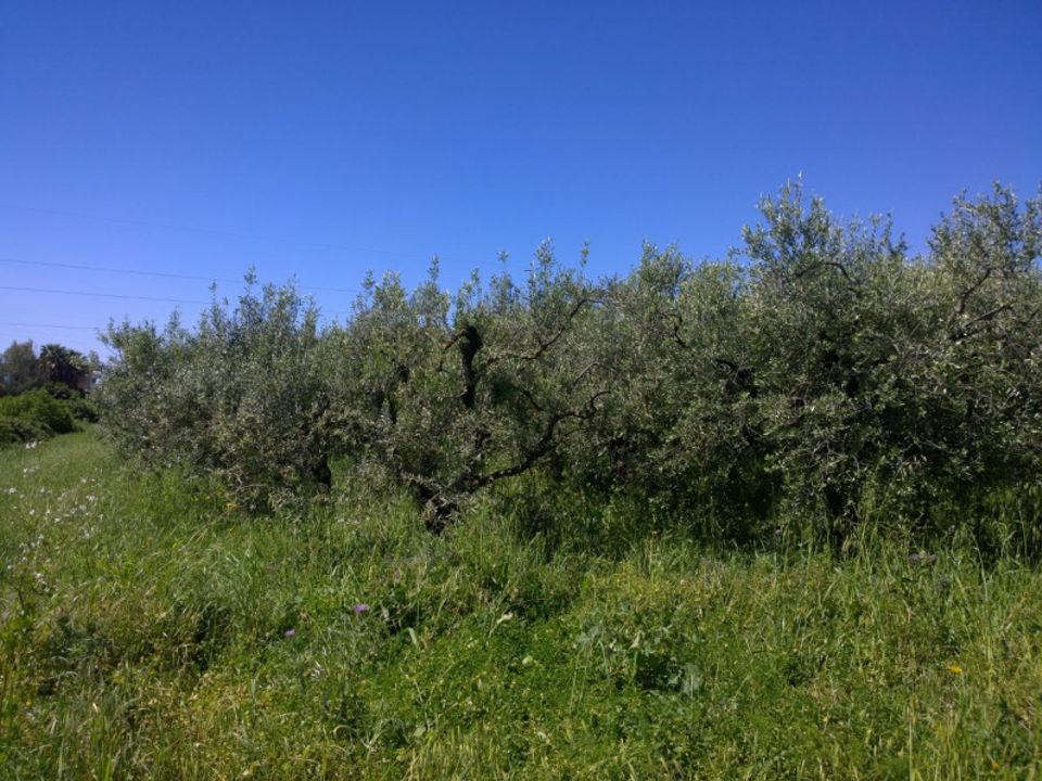Terra a Eboli, Salerno - foto 1