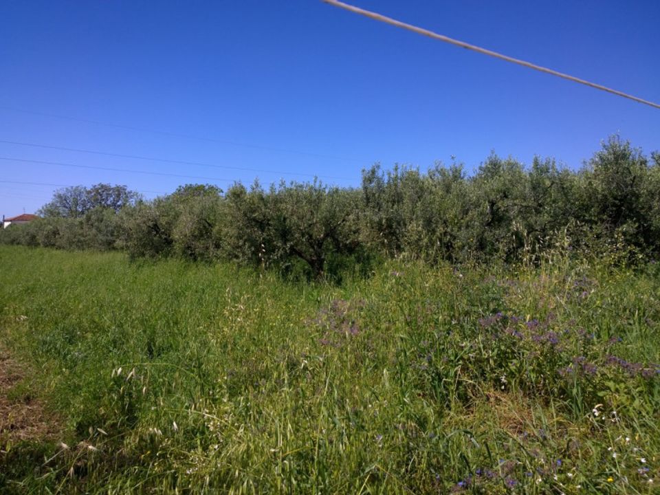 Terra a Eboli, Salerno - foto 4