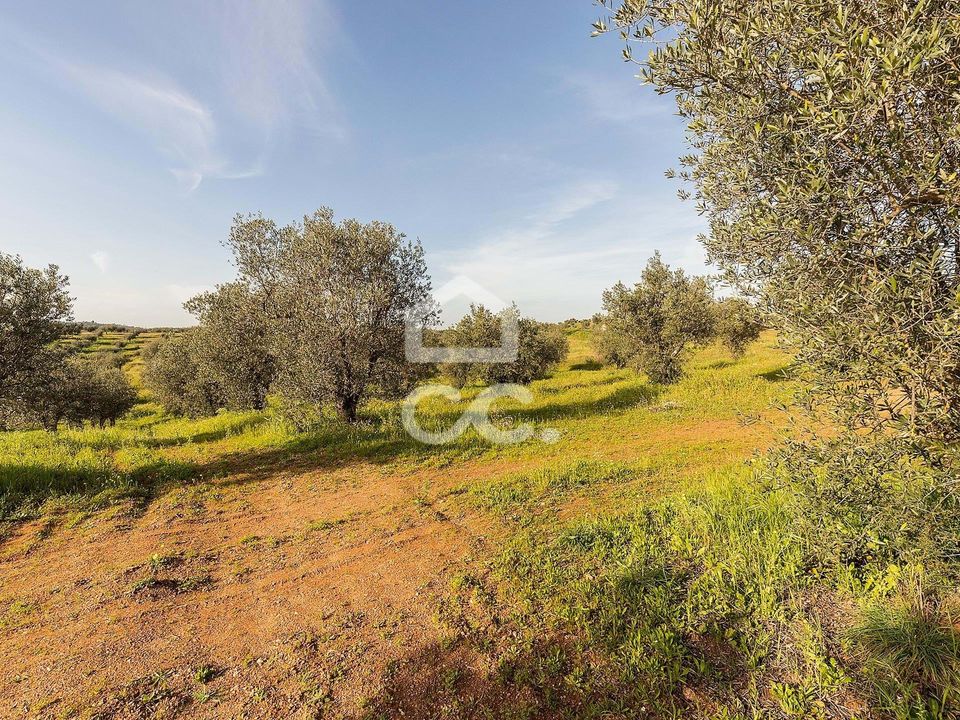 Helårsgrund i Amieira e Alqueva, Evora - foto 5